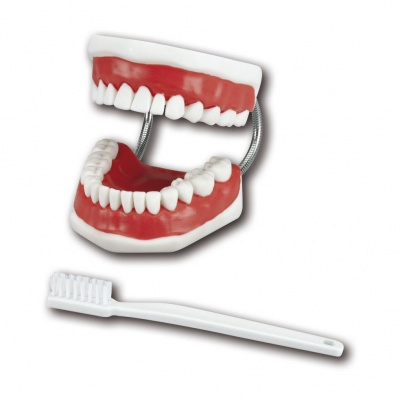 Model pro čištění zubů Floss a Putz-Demo, model s držákem