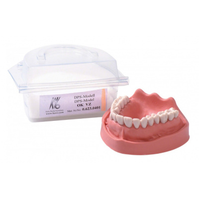 KAVO výukový model OK VZ, horní čelist, 16 zubů
